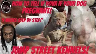 How to tell if your dog is pregnant! 9 weeks step by step!