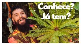 ASPL&Ecirc;NIO - Conhece essa Planta? Sabe cuidar, replantar e fazer mudas? Veja isso e tudo + neste v&iacute;deo