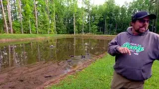 Trying something new to clean up the 5 acre pond