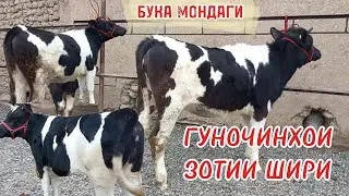 Гуночинхои зотии шири бука мондаги таёр барои насл бехтарин ба фуруш баромад