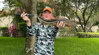 Fishing for Snakeheads & Peacock&rsquo;s In Weston, FL.