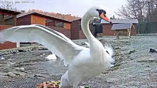 Who did the one winged swan suddenly take offence at? ~ &copy;Rescue Station MAKOV