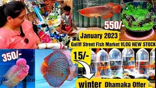 Recent Aquarium Fish Price Update | Galiff street Fish Market | Galiff Street new video January 2023