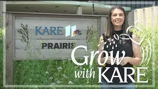 KARE 11 front yard prairie update