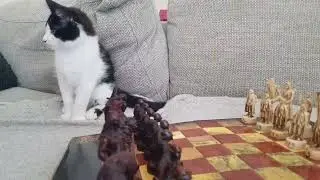 Cat Takes Over the Chess Board 🐾♟️