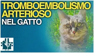 Артериальная тромбоэмболия у кошки
