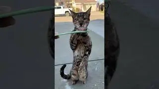 Кот тебя любит, ты любишь кота #шорты