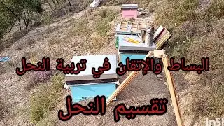 تربية النحل ببساطة وإتقان الجزء(8) تقسيم_النحل#تنميه_مهارات#تنمية_المنحل