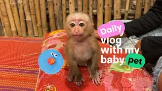 From Crying To Purring: The Power of Mom's Touch #babymonkey