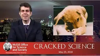 CRISPR Is a Puppy and a Boy with a Circular Saw (CS17)