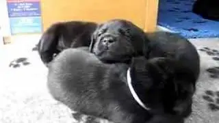 welpen beim einkuscheln