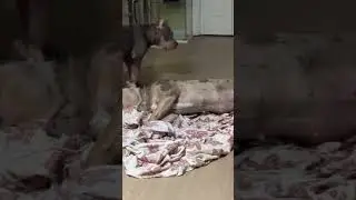 Pregnant bully 3 1/2 weeks pregnant (25 days pregnant dog) #pregnantdog #3weekspregnant #viral