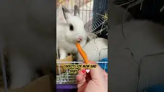 Netherland Dwarf Bunny 🤍#rabbit #pets #netherlanddwarfbunny