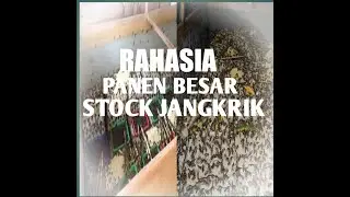 JANGKRIK BOS!! PAKAN BURUNG KICAU DI PENANGKARAN U2 FAMILY //TERNAK JANGKRIK DONGKRAK EKONOMI