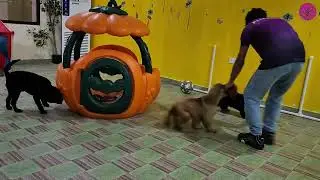 Poppy, Rio & Onyx&rsquo;s Indoor Playtime | Happy Holiday Vibes