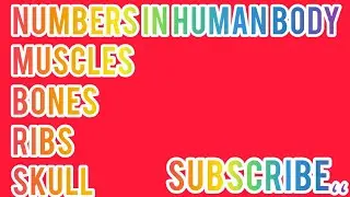 Numbers in human body /Number of human Teeth//Bones//Muscles//Ribs//Bones in skull