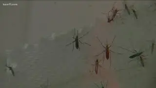 MN has 51 species of mosquitoes, experts say the dry weather will lead to fewer of them