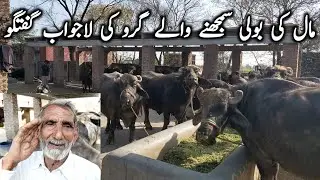 Mama g buffalo farm || Buffaloes k guro || Dairy business tips || Dairy farming in Pakistan