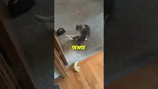 Can Cats Sense Bad Energy or Danger?