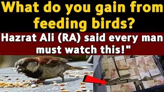 What Do You Gain From Feeding Birds? 💰 Speech of Hazrat Ali (RA)