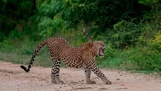 Yala Wildlife Safari, A National Park in Sri Lanka. Jeep Tour with Tree Tops Jungle Lodge