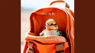 Bird Fly By