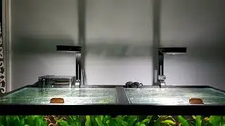 Planted tank dirt 75 gallon with AI Prime lighting