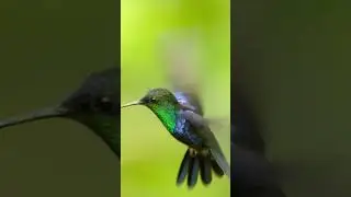 Hummingbirds are the only birds able to fly backward. #bird #hummingbird #naturepbs #animals