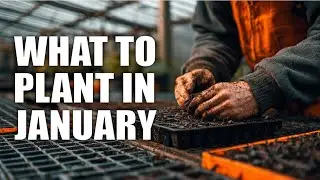 What You Can Plant in January by Climate Zone | January Gardening for Preppers