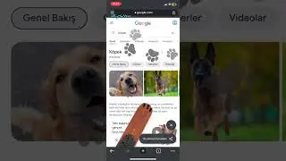 Google Pati Oyunu