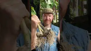 How and When to Harvest Garlic MUST Dry The Right Way!!! #gardening #garlic #growyourownfood #garden