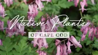 Native Cape Cod Plants