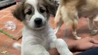 Group love dog happy want to play outside home with neighbors dogs#dogs #pets #cutedog 