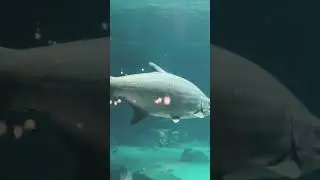 Beast Tarpon ! Epcot Aquarium #tarpon