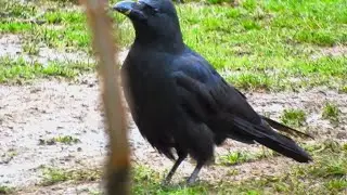 Jungle Crow Aka Large-billed Crow Aka Thick-billed Crow Bird