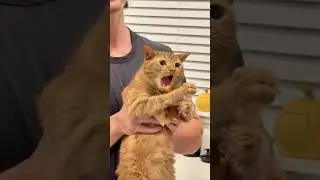 How to ACTUALLY Understand Cat Behavior???😂😂