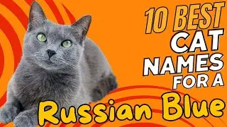 10 Best Cat Names for a Russian Blue 🐱✨