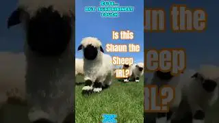 Shaun the Sheep Is REAL?! This Lamb Looks Like a Cartoon#shorts #shaunthesheep #valaisblacknosesheep