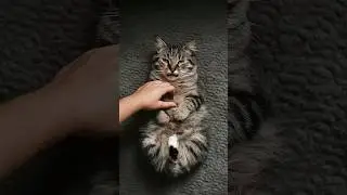 why do cats attack your hand when you rub their belly ? #catvideos #cats #catlover
