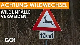 Wildunf&auml;lle &ndash; richtiges Verhalten und wie man sie vermeiden kann