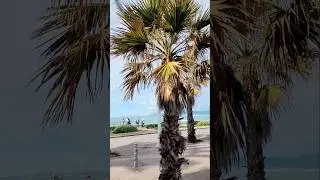 24.Dezember2024 Weihnachten an der Playa de Palma #balearen #espa&ntilde;a #mallorca #mallorcaaktuell #meer