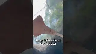Happy International Sawfish Day! #subscribe #recommended #music #sawfish  #uncagedzootours