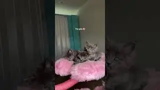 7 weeks old and the cutest ever! #cat #shortvideo #shorts