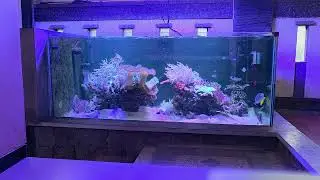 FEEDING FANCY GLASSPOND