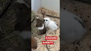 Kaniner hopper rundt og leger med hinanden i kaninburet