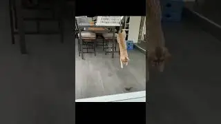 Gato Pulando #shorts #funny #viral #pets #viralshorts