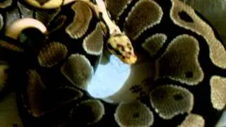 Ball python breeding bumblebee x Normal