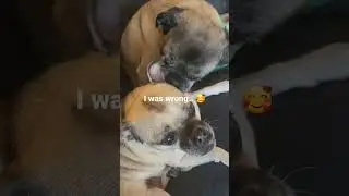 Getting the daily cleaning in. #puggle #chug #dogs #doglover #pug #trending