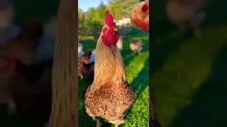 #rooster #roosterfarm #backyardchickens #backyardanimals
