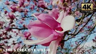【4K】Cherry Blossoms in Full Bloom 🌸( Same day Edit )